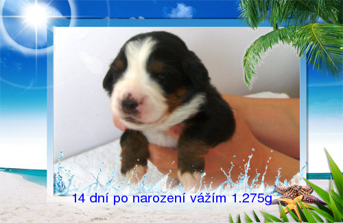 002-14 dní po narození.jpg