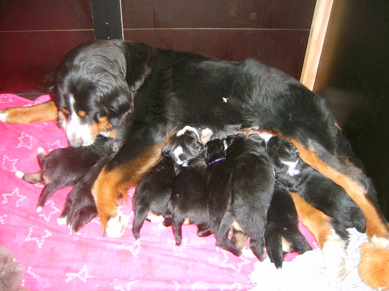 008-Krmení od Abby 2.jpg